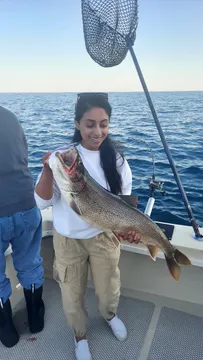 Lake Trout